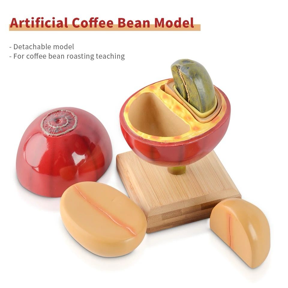 coffee-bean-model - Tashqila Kuwait